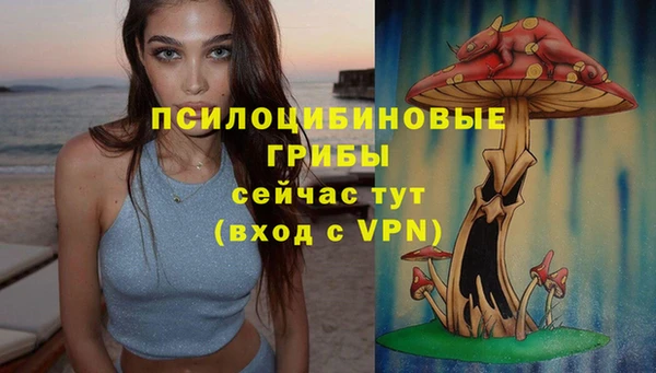 стаф Алзамай